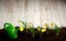 Yellow flowers and soil on wooden table. Spring and work in garden. Yellow daffodils on different colors background