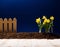 Yellow flowers and soil on wooden table. Spring and work in garden. Yellow daffodils on different colors background