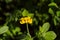 Yellow flowers of Southern birdâ€™s fool trefoil, Lotus ornithopodioides , Malta