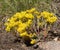 Yellow flowers of Spearleaf Stonecrop (Sedum lanceolatum)