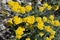 Yellow flowers in the spring, Helichrysum italicum