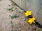 Yellow flowers sprouted from under the fence