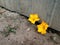 Yellow flowers sprouted from under the fence