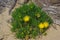 Yellow flowers of the succulent Ice plant Pig`s-Root Conicosia pugioniformis growing in California