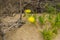 Yellow flowers of the succulent Ice plant Pig`s-Root Conicosia pugioniformis growing in California