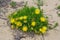 Yellow flowers of the succulent Ice plant Pig`s-Root Conicosia pugioniformis growing in California