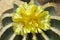 Yellow flowers of succulent plant Parodia magnifica