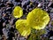 Yellow flowers in the . Summer in the tundra