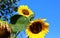 Yellow flowers of sunflower in bright Sunny weather against the blue sky