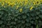 Yellow flowers of sunflowers with the green part of the stem and foliage in the field of sunflowers.