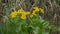 Yellow flowers in the swamp heath fritillary melitaea athalia on flower Ranunculus buttercups spearworts