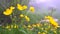 Yellow flowers swaying in the wind. The background is blurred, but visible trees, fog, green forest.