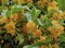 Yellow flowers of Sweet Osmanthus Osmanthus fragrans var. aurantiacus - are blooming,Close up,Blurred green leaves background