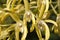 Yellow flowers of a Sydney rock orchid