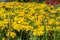 Yellow flowers Tagete marigold, close-up background wallpaper horizontal postcard. Decorative garden flowers