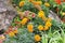 Yellow flowers tagetes and multicolored coleus on a flower bed