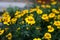 Yellow Flowers Tagetes Tenuifolia Flower Garden.