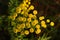 Yellow flowers of Tanacetum vulgare (common tansy, bitter buttons, cow bitter, golden buttons) in a morning dew, top