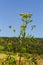 Yellow flowers of Tancy blooming in the summer. Tansy Tanacetum vulgare is a perennial, herbaceous flowering plant in the genus