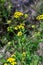 Yellow flowers of Tancy blooming in the summer. Tansy Tanacetum vulgare is a perennial, herbaceous flowering plant in the genus