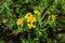 Yellow flowers of Tancy blooming in the summer. Tansy Tanacetum vulgare is a perennial, herbaceous flowering plant in the genus