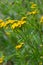 Yellow flowers of Tancy blooming in the summer. Tansy Tanacetum vulgare is a perennial, herbaceous flowering plant in the genus