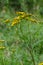 Yellow flowers of Tancy blooming in the summer. Tansy Tanacetum vulgare is a perennial, herbaceous flowering plant in the genus