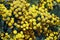 Yellow flowers of tansy. Flowers in the garden. Close-up