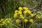 Yellow flowers of Thapsia villosa.