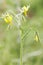 Yellow flowers tomato