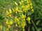 Yellow flowers tomato Goldkrone close up