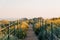 Yellow flowers and trail at Hilltop Park, Dana Point, Orange County, California