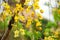 Yellow flowers tree