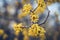 Yellow flowers on a tree with branches on a blue background