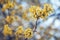 Yellow flowers on a tree with branches on a blue background