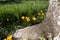 Yellow flowers with a tree trunk