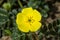 Yellow flowers of Tribulus terrestris plant