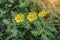 Yellow flowers of Tribulus terrestris plant