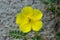 Yellow flowers of Tribulus terrestris plant