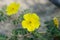 Yellow flowers of Tribulus terrestris plant