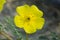 Yellow flowers of Tribulus terrestris plant