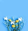 Yellow flowers of trolius europaeus, white daffodils and lilies of the valley on a blue background. Bright color. Background for