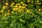 Yellow flowers Trollius europaeus grass