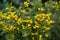 Yellow flowers Ulex europaeus, commonly known as Gorse, Furze or Whin. Flowering plant with spiky thorns in Arboretum