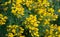 Yellow flowers Ulex europaeus, commonly known as Gorse, Furze or Whin. Flowering plant with spiky thorns in Arboretum Park