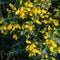 Yellow flowers Ulex europaeus, commonly known as Gorse, Furze or Whin. Flowering plant with spiky thorns in Arboretum Park