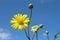 Yellow flowers under a blue sky are a cheerful sight.