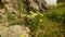 Yellow flowers under the mighty crown of an ancient olive tree, green grass in the wind