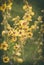 Yellow flowers Verbascum growing in the Saratov region