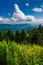 Yellow flowers and view of the Appalachian Mountains